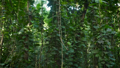 Toma-Panorámica-A-Través-De-Una-Jungla-Profunda-O-Dosel-De-La-Selva-Tropical-4