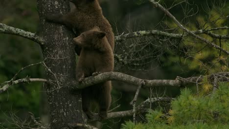 cinnamon bear cub jumps over sibling while high up in tree amazing slomo