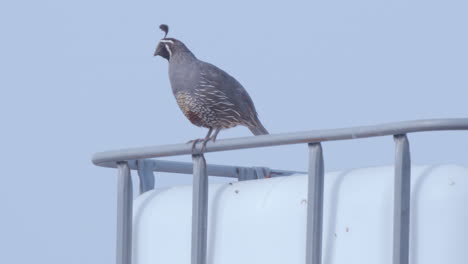 codorniz macho de california vigilando a sus polluelos en un depósito de chatarra industrial, en cámara lenta