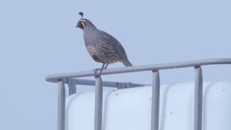 male california quail watching over his chicks in industrial junk yard, in slow motion