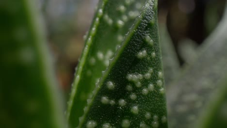 macro lens view of green plant with condensations and video rack focus