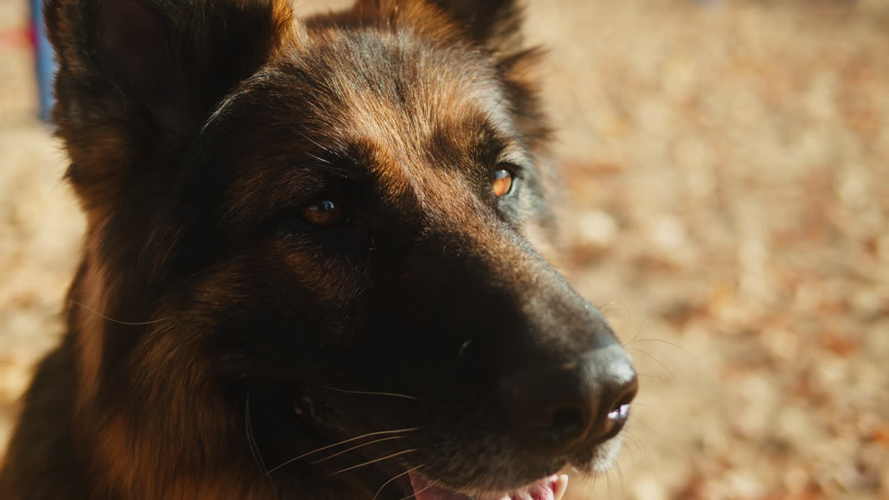 독일 목자 개 초상화