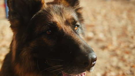 german shepherd dog portrait
