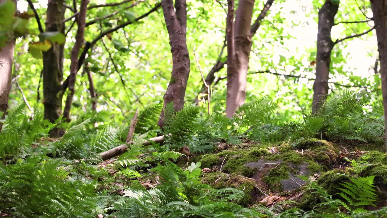 la exuberante vegetación en el sereno bosque de stirling