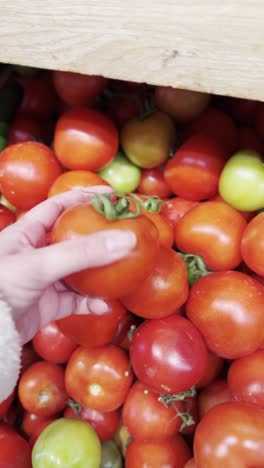 hand picking a tomato from a pile of fresh tomatoes