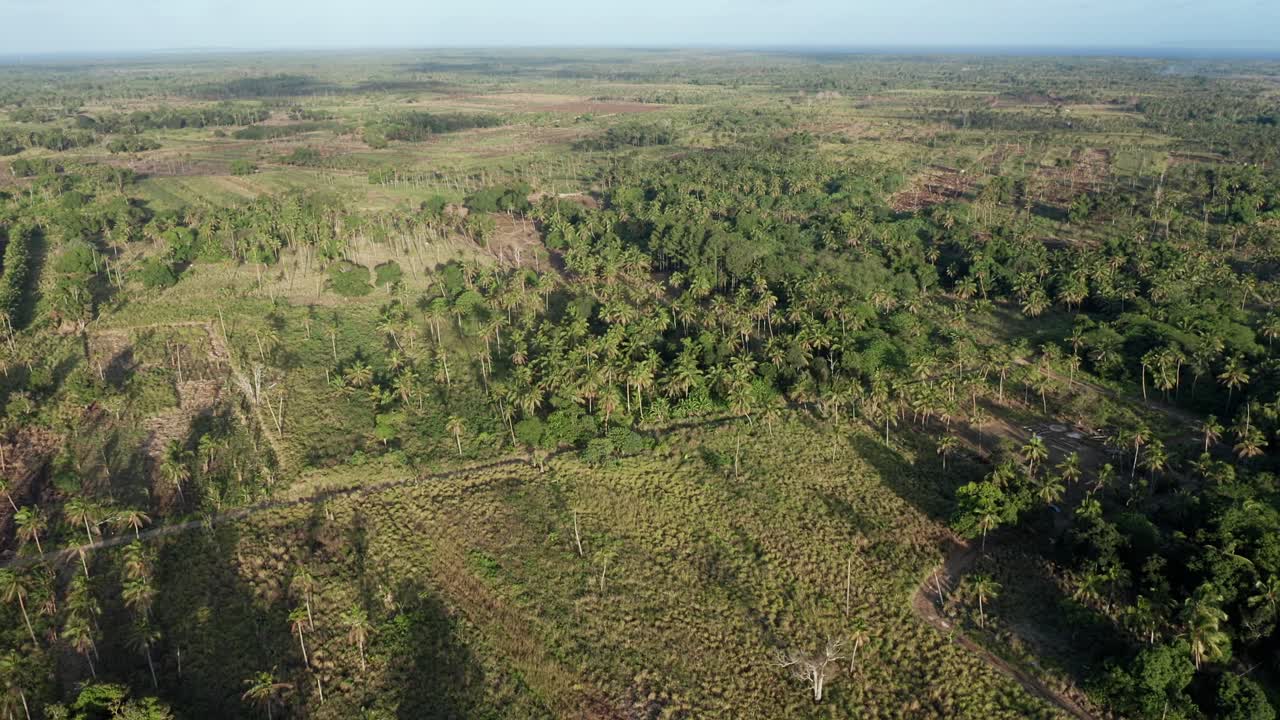 polinesia, paisaje de la isla de tonga, vista aérea de palmeras y prados verdes