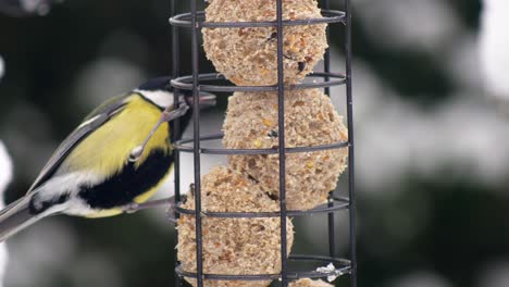 close up of a great tit bird feeding on fat balls in a bird feeder in a wintry snowy british garden scene, shallow definition