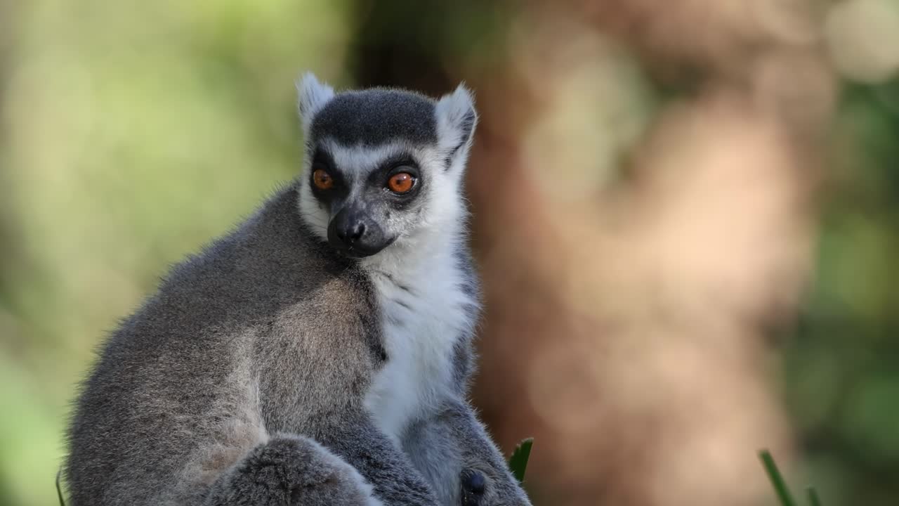A ring-tailed lemur sits attentively, observing its surroundings with curiosity and alertness.