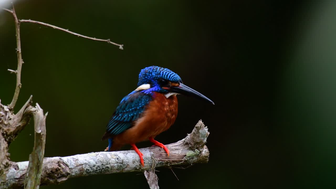 el martín pescador de orejas azules es un pequeño martín pescador que se encuentra en tailandia y es buscado por los fotógrafos de aves debido a sus hermosas orejas azules, ya que también es un pájaro lindo para observar