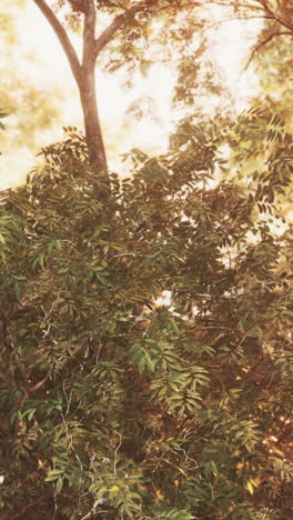 a close up shot of leaves on a tree in a forest