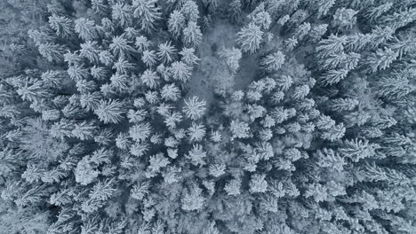 topdown view white frozen spruce forest, snow covered treetops, winter forest