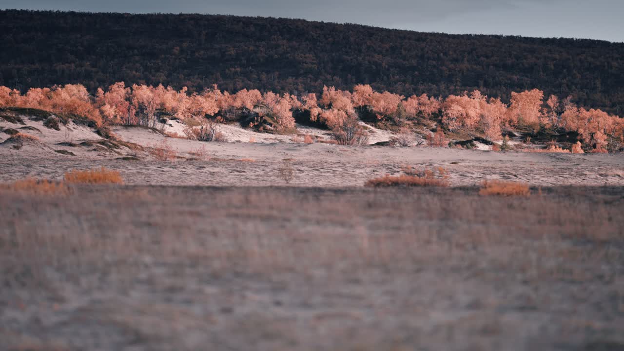 Dune sabbiose sulla riva del fiume