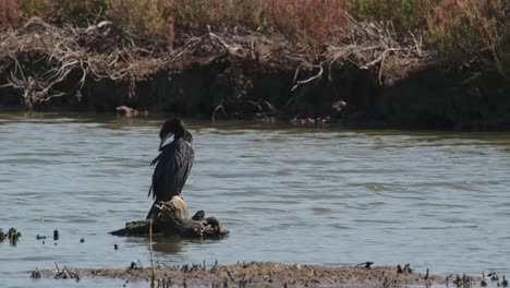 kleiner kormoran, der seine vorderfedern und seinen linken flügel schmückt, während er nach rechts zu einem windigen mangrovenwald schaut, microcarbo niger, thailand