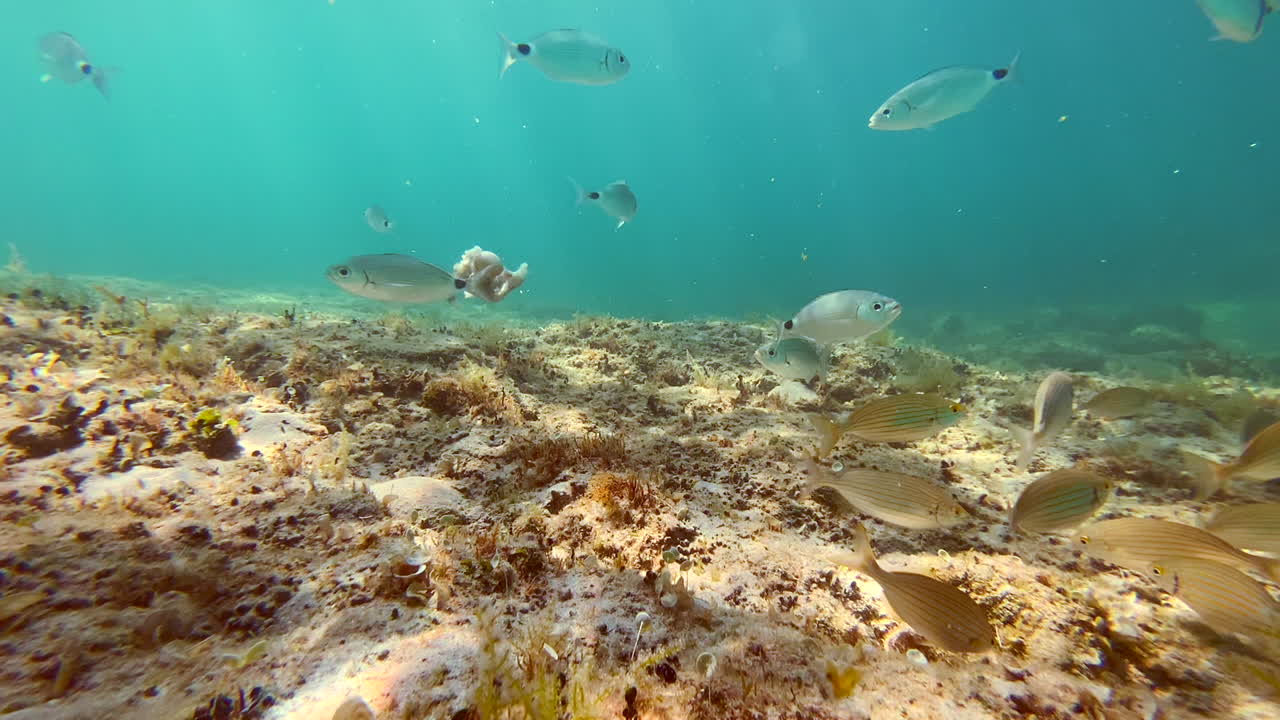 Fish in the Adriatic Sea swim near the coast. Mediterranean Sea, Italy