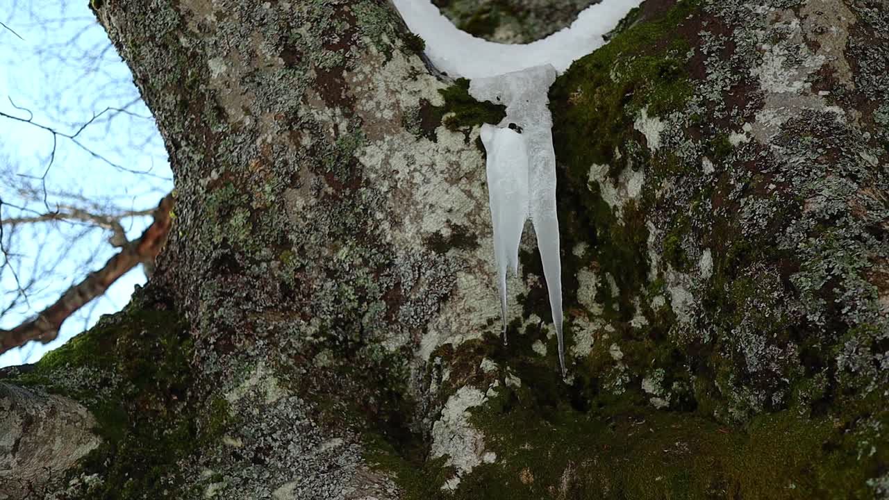 큰 눈 덮인 너도밤나무에서 녹는 눈, 클로즈업 샷