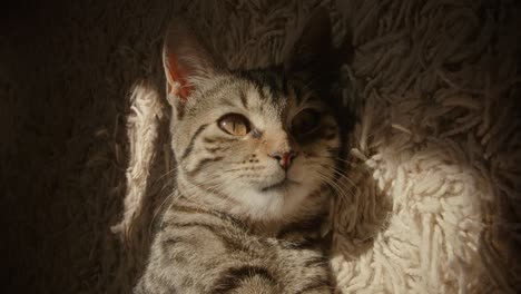 Portrait-of-a-relaxing-stripped-cat-on-a-mat-and-under-a-sunbeam,-isolated-face-of-a-feline-lying