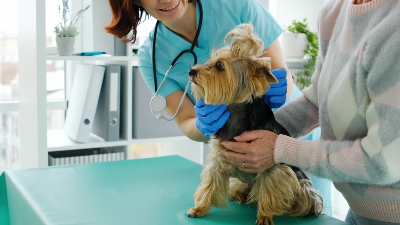 요크셔 테리어의 치아 검사