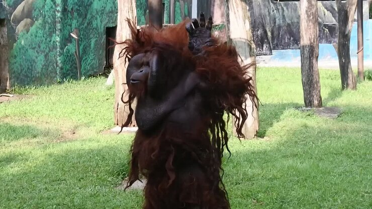 Orangutan in piedi in atteggiamento tenero davanti alla recinzione che divide la sua gabbia allo zoo di Semarang, Giava Centrale