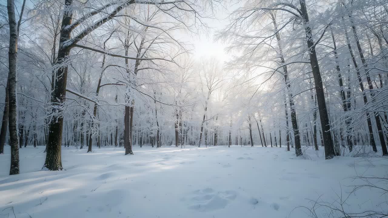Caméra avançant pour révéler un déneigement avec des troncs d’arbres nus, un halo de soleil bas et des empreintes de pas