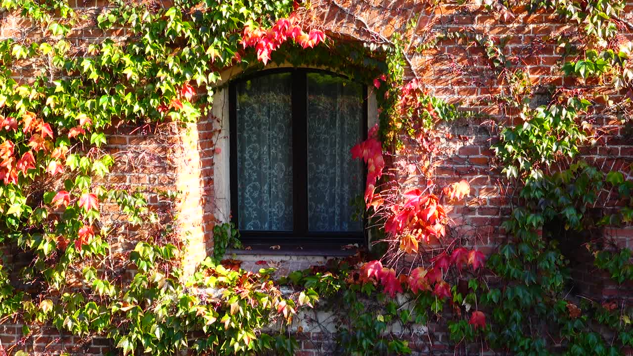 Edera sul muro di mattoni della casa. Riprese in autunno