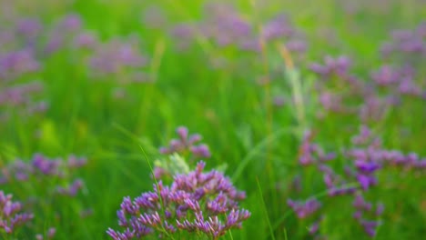 campo de flores moradas en el viento