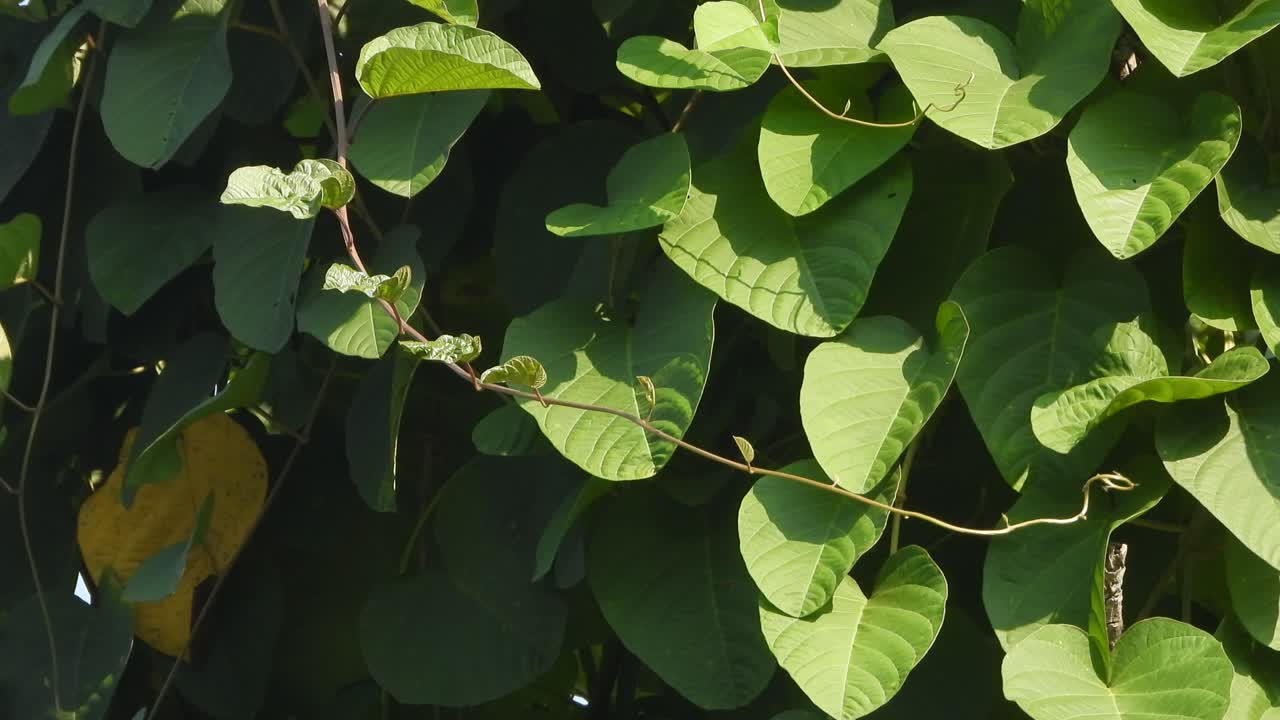Beautiful leaf's in wing green leaf's