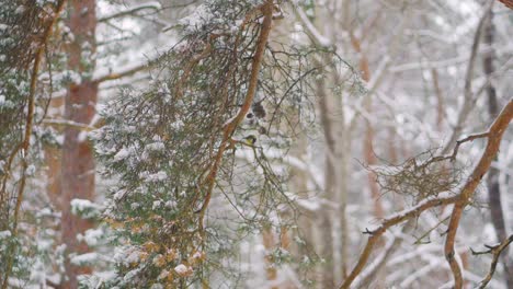 Small-birds-playing-in-the-pine-tree-in-snowy-winter-day