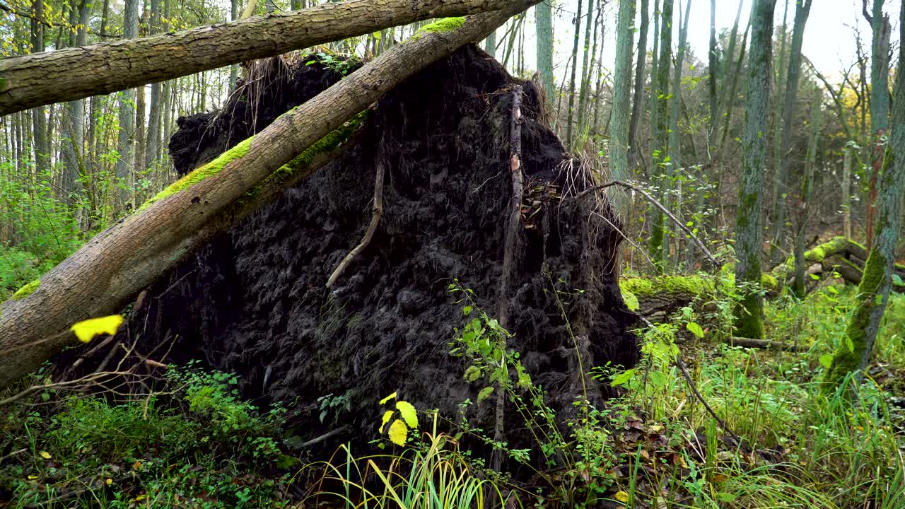 árbol caído en un bosque verde con suelo oscuro después de una fuerte tormenta en europa