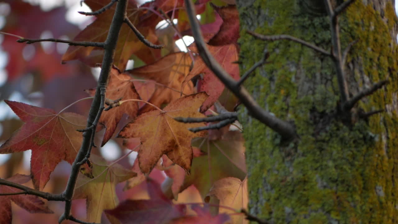Red Maple Leaves On Tree With Mossy Trunk In The Forest