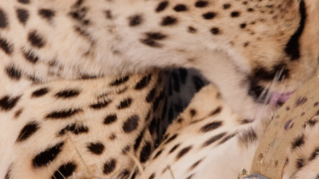 Close up shot of two cheetah's heads cleaning their fur
