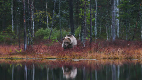 blonde brown bear feeding near lakeshore in wilderness of finland