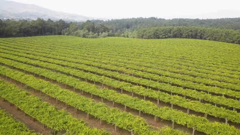 Aerial-view-of-a-vineyard-in-Galicia,-designation-of-origin-Rias-baixas