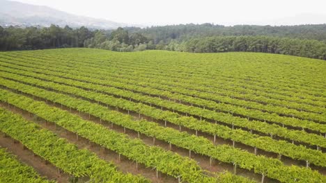 Vista-Aérea-De-Un-Viñedo-En-Galicia,-Denominación-De-Origen-Rias-Baixas