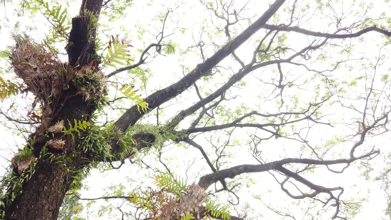 view of large trees in the middle of the forest