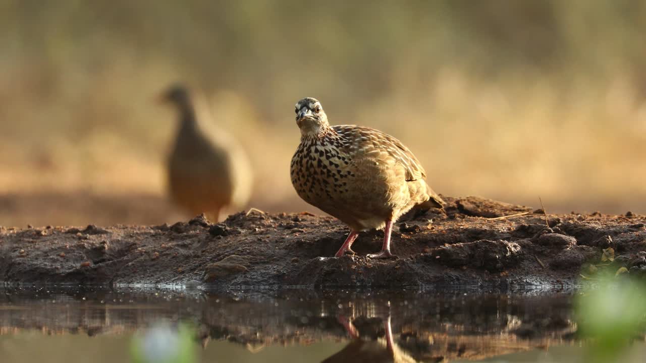 plano general de un francolín con cresta bebiendo filmado desde un ángulo bajo, mayor kruger