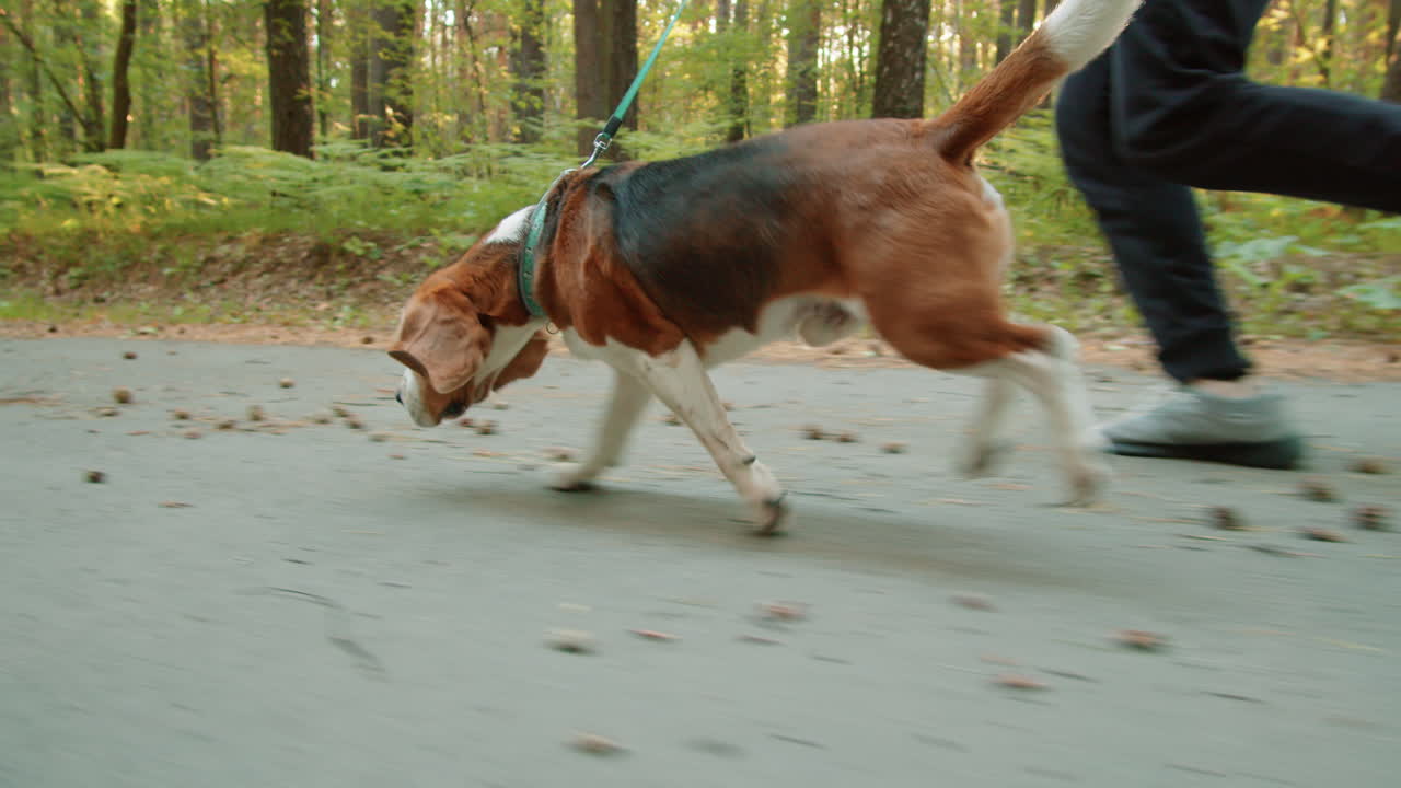 개 와 주인 이 숲 에서 산책 하는 것 을 즐기고 있다