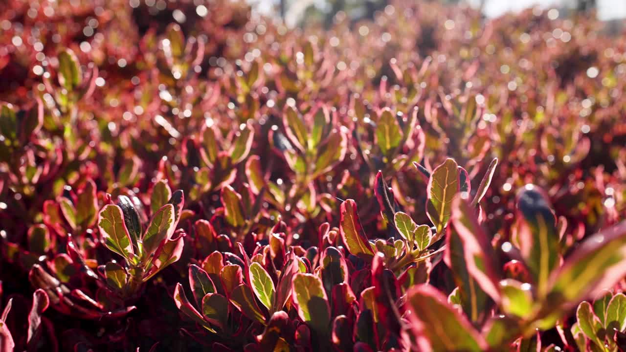 멜버른 공원 의 활기찬 관목 들 을 비추는 빛