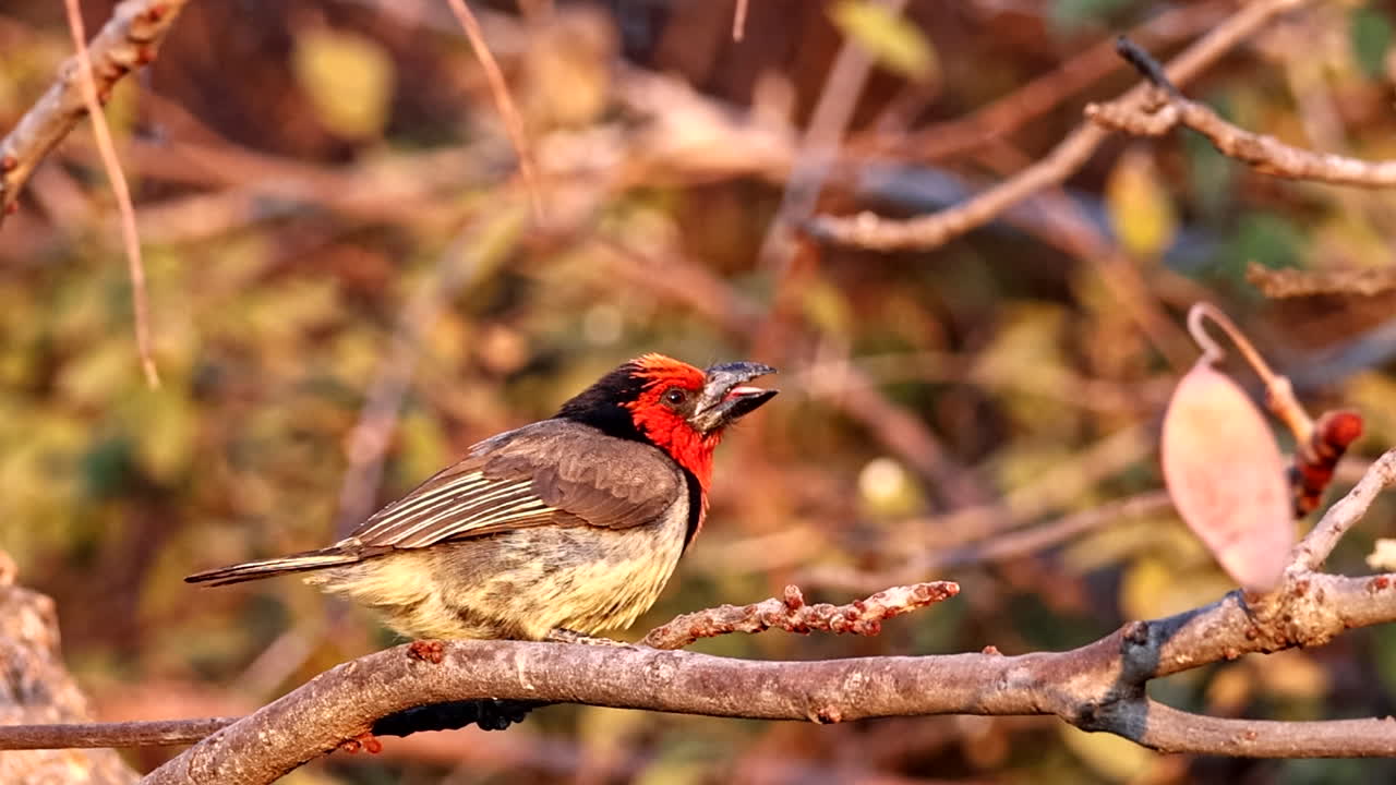 barbet de cuello negro lybius torquatus limpiando su pico y volando, de cerca