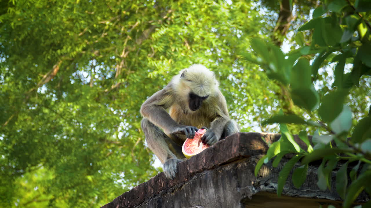 Handheld shot Indian White Langur eating fruit in Lush vegetation, Langur Monkey Wildlife