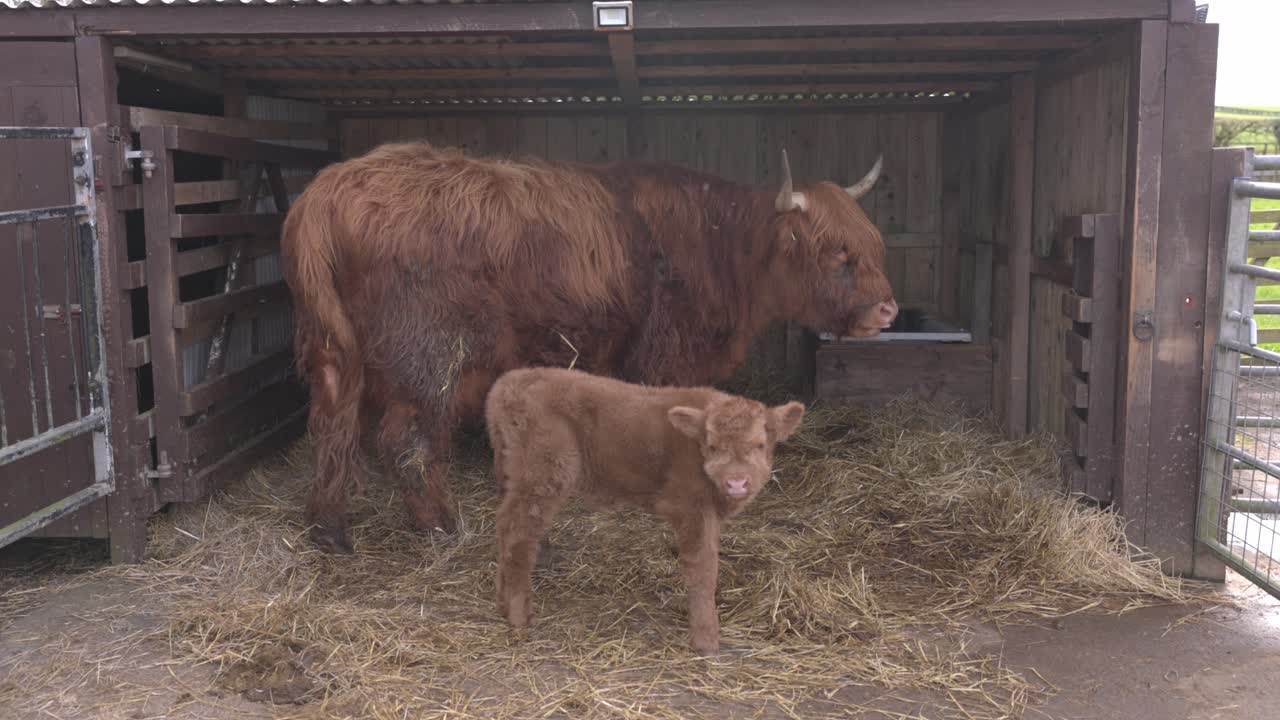 Mucca delle Highlands che protegge il suo vitello mentre si trova nella sua stalla in Scozia