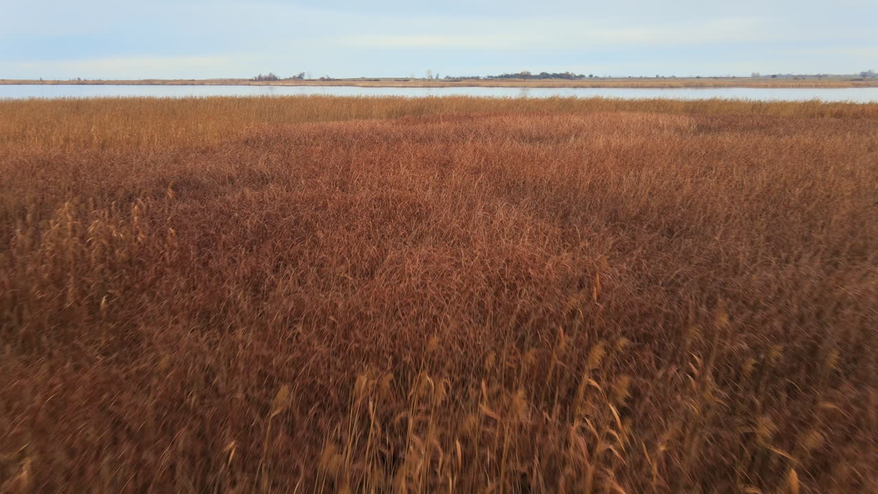 камера проходит через тростник и приближается к рыбацкой лодке на озере