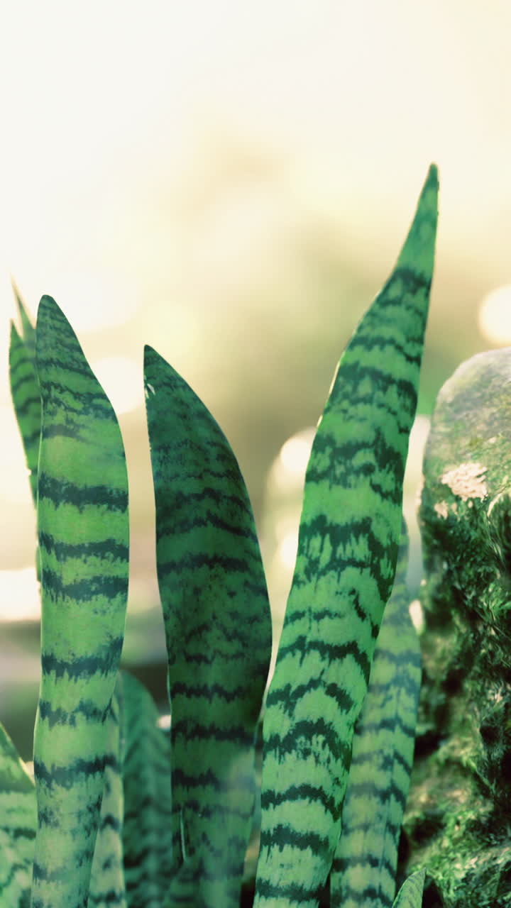 Şık sansevieria yaprakları ve net hatlara sahip modern ev bitkisi stili