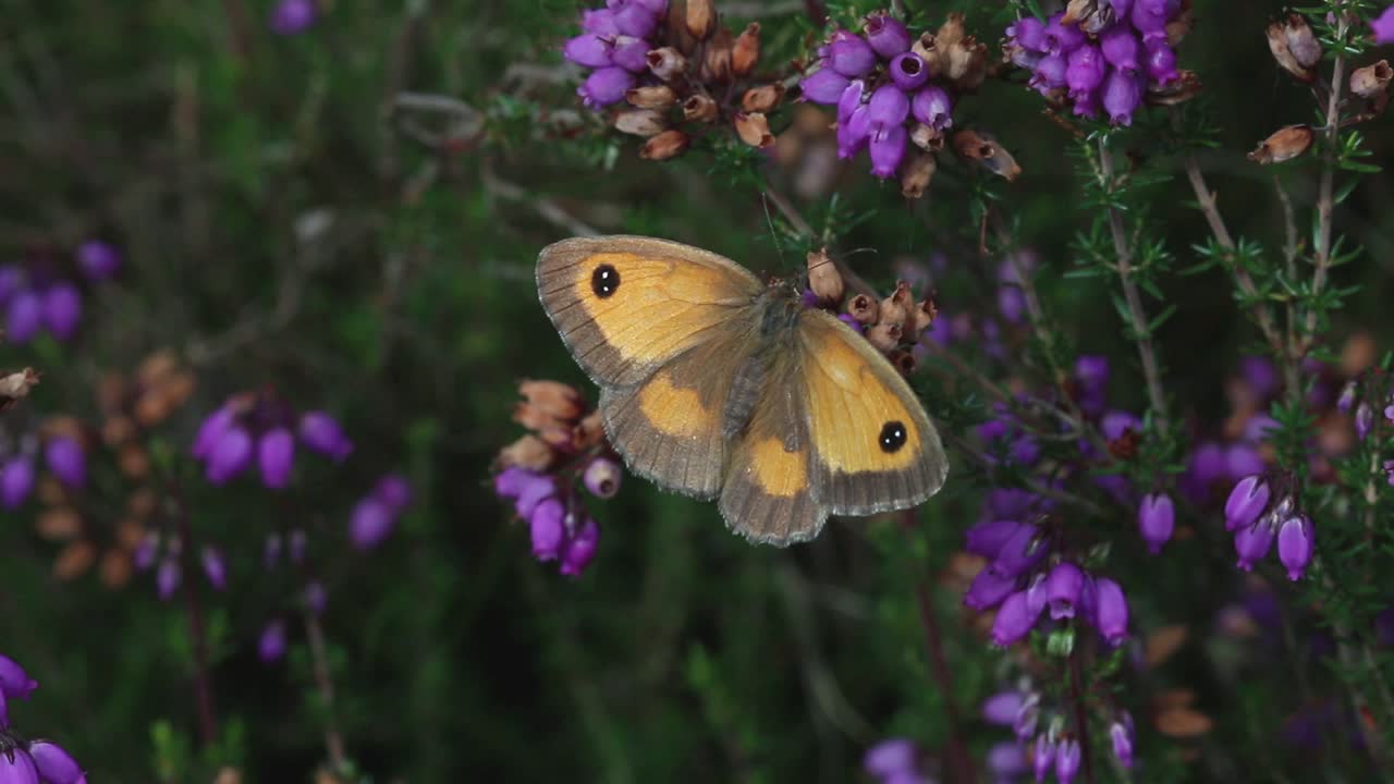 Farfalla Panfitta (Pyronia tithonus) che prende il sole su una pianta di erica campana in brughiera di pianura.