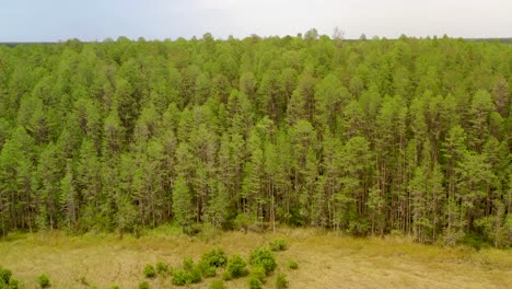 Vista-Aérea-De-Un-Frondoso-Bosque-De-Pinos-En-Land-O&#39;lakes-En-Florida