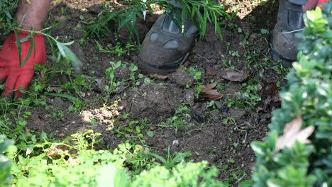 person weeding a garden