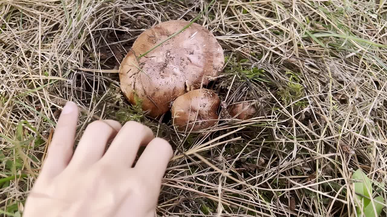 una mano se extiende hacia un gran hongo anidado en la hierba. el escenario es un bosque sereno lleno de hojas caídas y vegetación vibrante típica del otoño.
