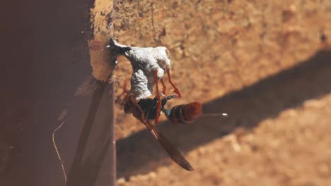 Avispas-Construyendo-Un-Nido-En-El-Alféizar-De-La-Ventana-De-Una-Casa