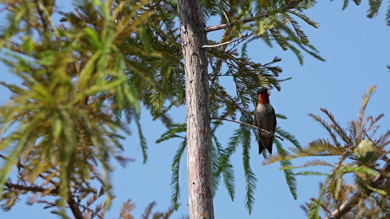 Slow motion ruby-throated hummingbird flies from a branch