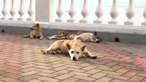 three dogs resting on a balcony with a sea view