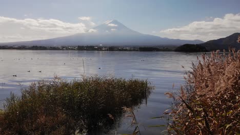 tiro lento que se eleva sobre la hermosa vegetación junto al lago y el monte fuji en segundo plano